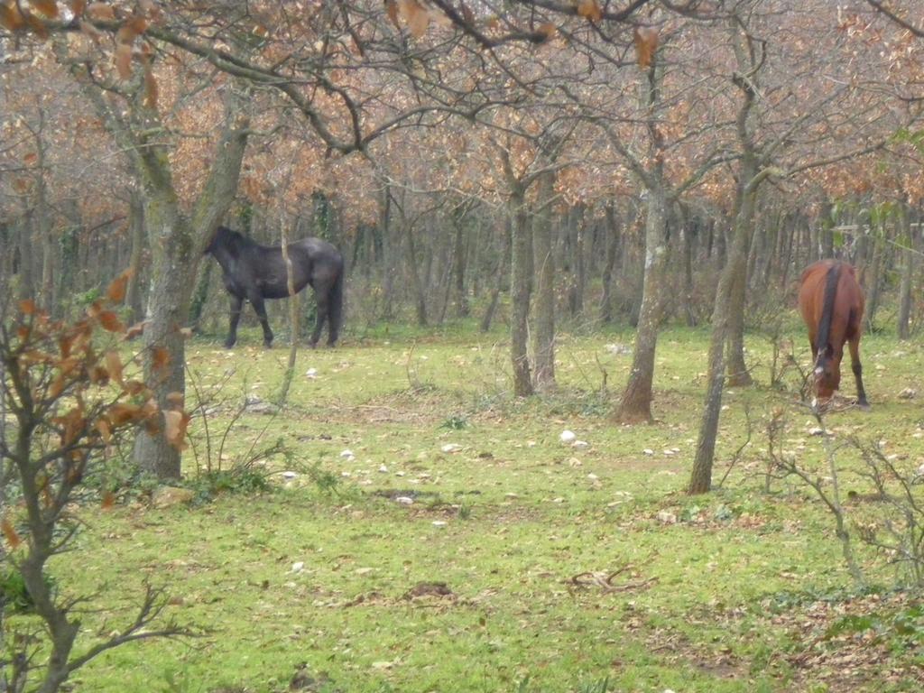 B&B Valle D'Itria Martina Franca Eksteriør bilde